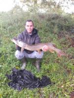 Brochet romain